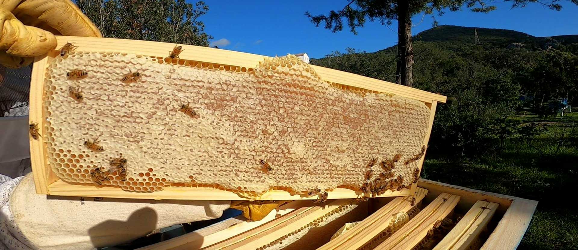 Apicoltura Arzachena | Impreagri Mielicanaglia
